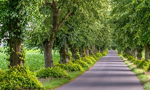 Straßen- und Alleenbäume in Berlin & Brandenburg